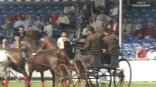 Cavalos Lusitanos - Monte da Ravasqueira