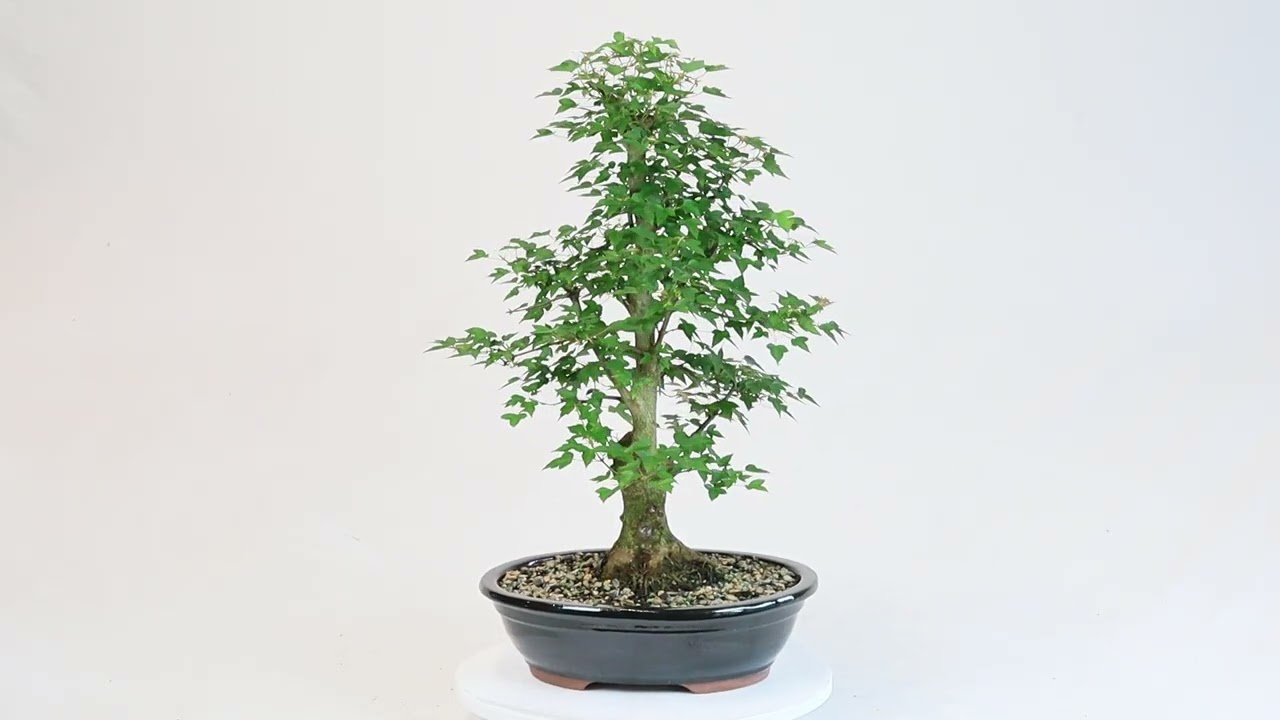 Trident Maple - ST2026TM-H - Brussel's Bonsai