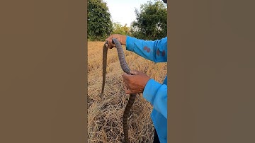 Catching The Snake At Rice Field 🐍🚶‍♂️#shorts