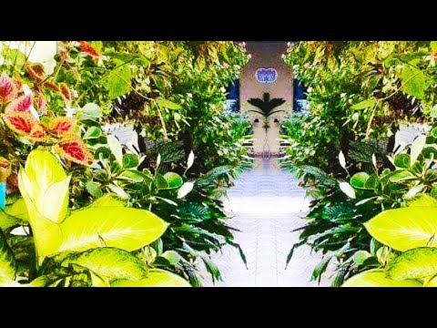 Vídeo: Hymenokallis (35 Fotos): Cuidando De Uma Flor Em Casa, Tipos De Caribe E Festalis, Uma Breve Descrição Da Aparência