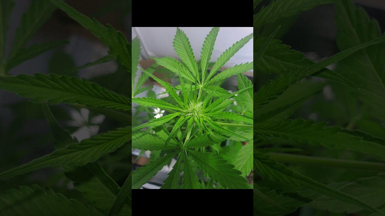 Royal haze autoflowering