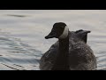 Flizzy ente  lake chillin stock footage visualizer