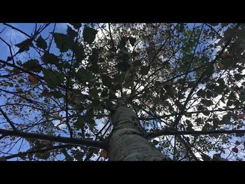 Purple birch -