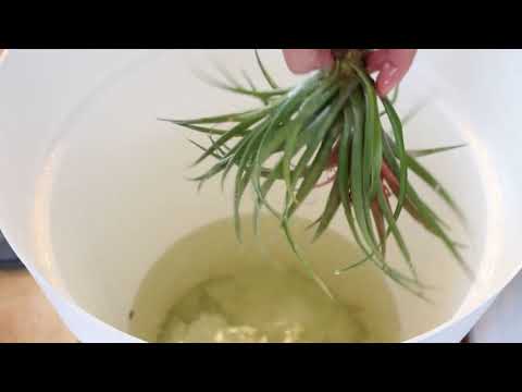 Vidéo: Sky Plant Bromeliads - Comment faire pousser une plante Tillandsia Sky