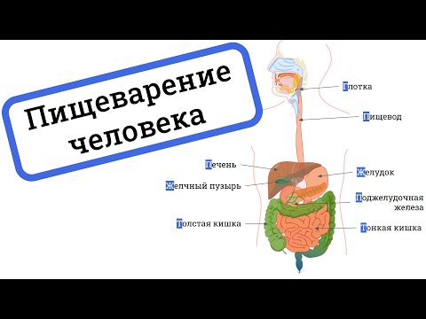 ПИЩЕВАРИТЕЛЬНАЯ СИСТЕМА человека, ферменты / ПИЩЕВАРЕНИЕ человека