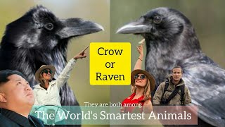 Famous The Difference | What are Ravens & Crows? Wealth