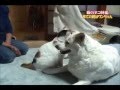 【感動】 猫たちを育てた犬