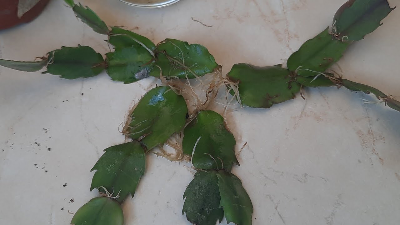 Solmuş kuruyan ,rengi değişen yılbaşı çiçeği ni kısa sürede bu yöntemle köklendirin.