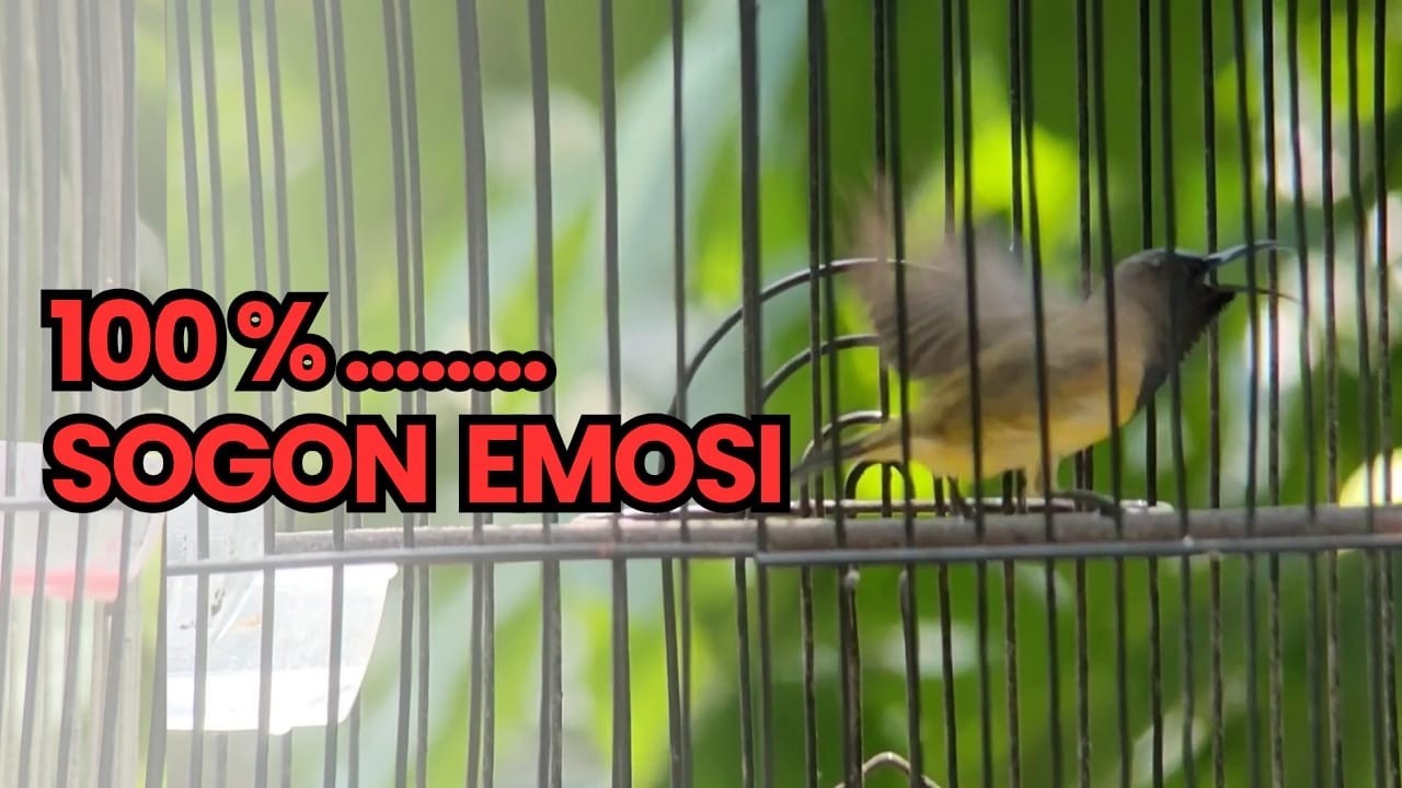 LIVE BURUNG SOGON BAHAN 🔥 Cepat Birahi & Rajin Bunyi Nonstop