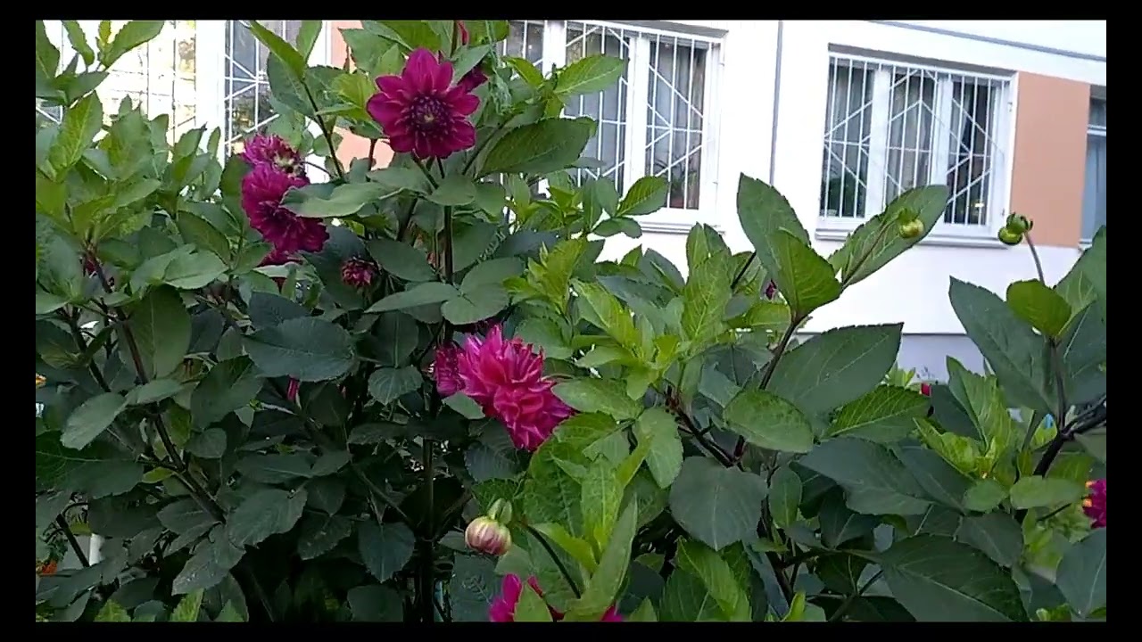 Питер Фрунзенский район - YouTube