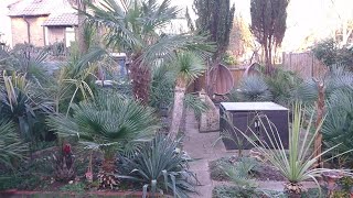 ❄️ Frosty morning in our 🇬🇧 exotic tropical garden 🌴 by UNIQUE LIFE DESIGN 665 views 3 months ago 20 minutes