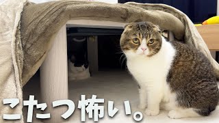 【悲報】生まれて初めてコタツを見た猫がこうなりました…涙