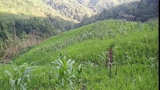 The Highlander Sowing Seeds In The Field Thinglhang Lou Chang Tu Pet Maxcyhahaosingson123