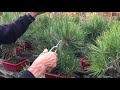 How to Prune a Pine