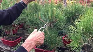 How to Prune a Pine