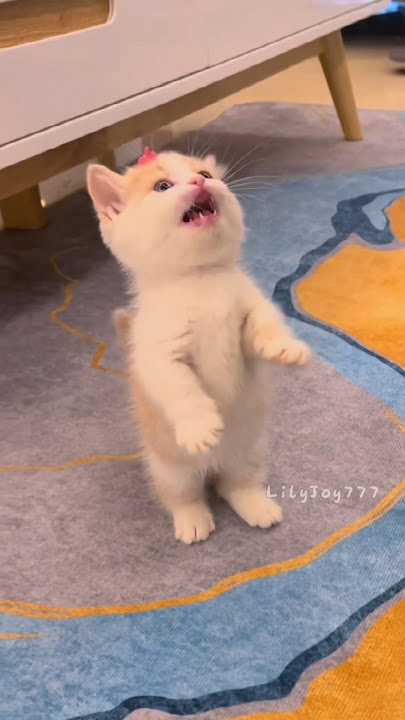The little kitten is meowing!💕😻 #cat #cute  #kitten #meow