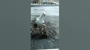 чайка и гнездо.