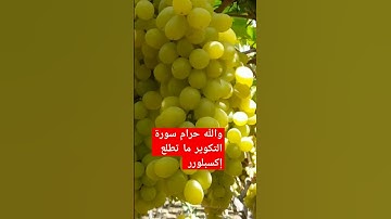 سورة التكوير #سورة_التكوير_بصوت_الشيخ_عبد_الباسط_عبد_الصمد_الله_يرحمه #قران_كريم #راحة_نفسية #ترند