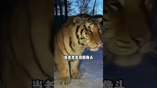 💢当老虎发现摄像机！Tiger Spotted The Camera #Animal 【跟着图尔去旅行】