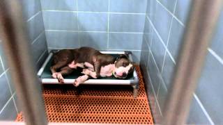 Available dogs 3-12 at PCAS by Pinellas County Animal Services 857 views 8 years ago 6 minutes