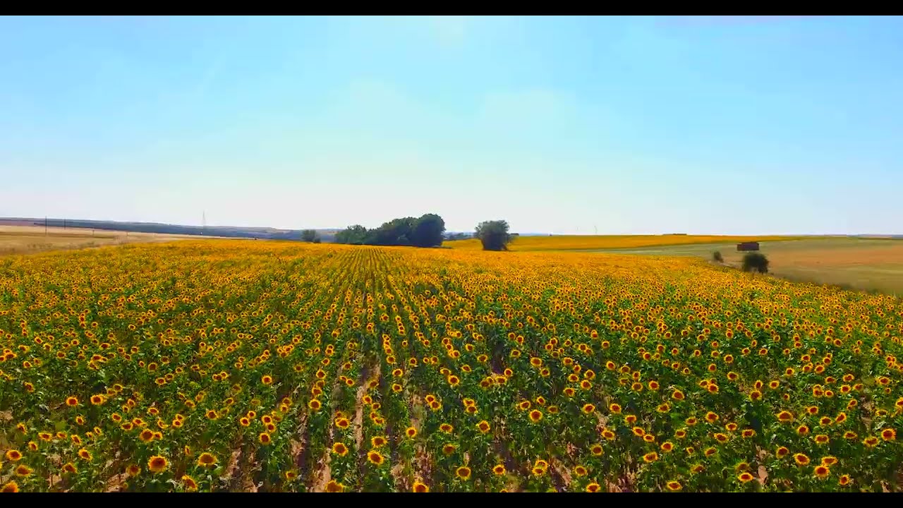 Sunflower field