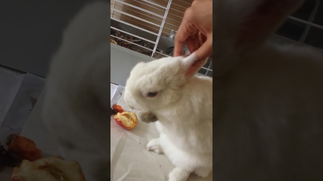 Itchy bun getting old