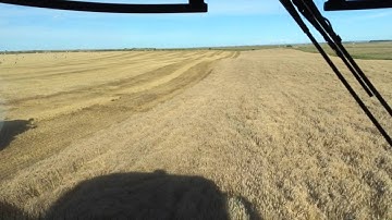 Harvesting wheat 2014 caseih 8230