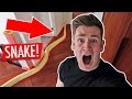 SNAKE IN MY APARTMENT PRANK