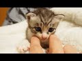 子猫のほっぺをプニプニすると何故か眠てしまう。【赤ちゃん猫　保護猫】