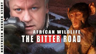 THE BITTER ROAD | AFRICAN WILDLIFE PHOTOGRAPHY