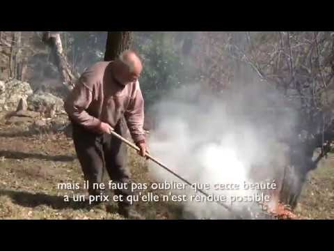 Vidéo: Pourquoi Le Châtaignier Ne Fleurit-il Pas ? Causes Et Problèmes D'un Arbre Dans Le Pays. Pourquoi Un Châtaignier Adulte Ne Fleurit-il Pas Déjà Dans Leur Chalet D'été ?