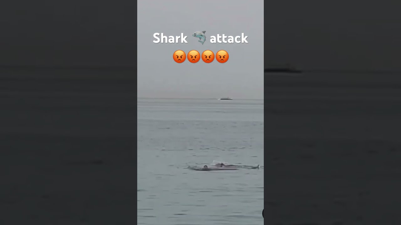 No Way Shark Attack Egypt