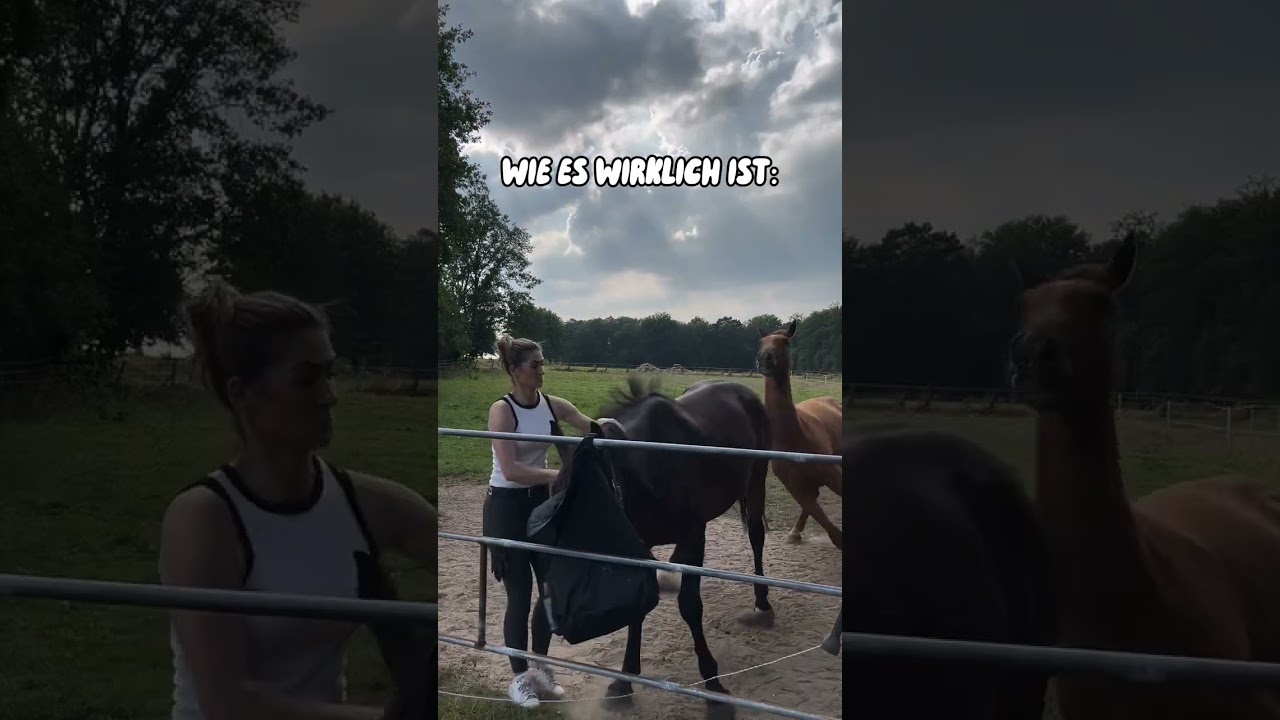 Wie stellst du dir das Training mit einem Jungpferd vor?