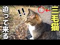 かわいい靴下猫を撮影していたら、三毛猫が気づいててくてく歩いて甘えに来た💕（野良猫•地域猫）🐈
