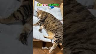 proof that cats are NOT useless! 😂#cat #trending