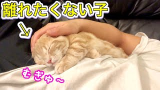 飼い主と離れたくない子猫が可愛すぎたので添い寝してみたら...