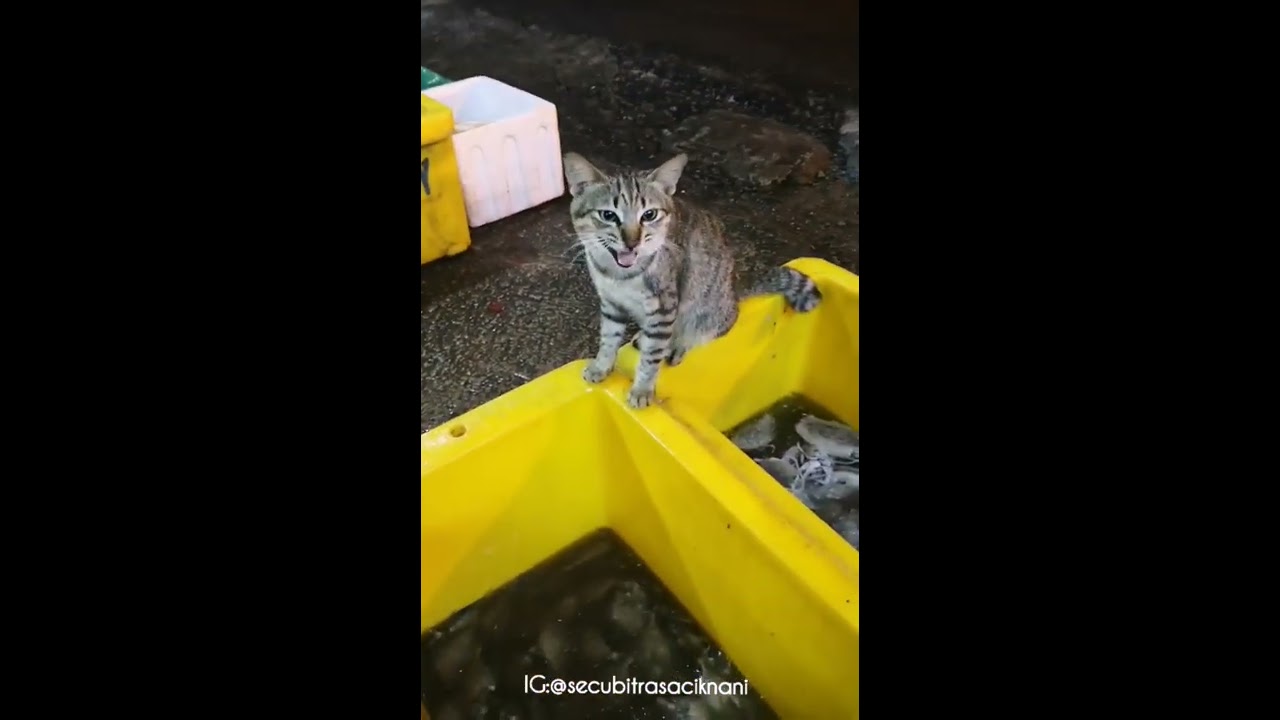Shopping seafood di BIKAM FRESH MART Sungkai. Segar dan manis 🦐🦞🦀🐟