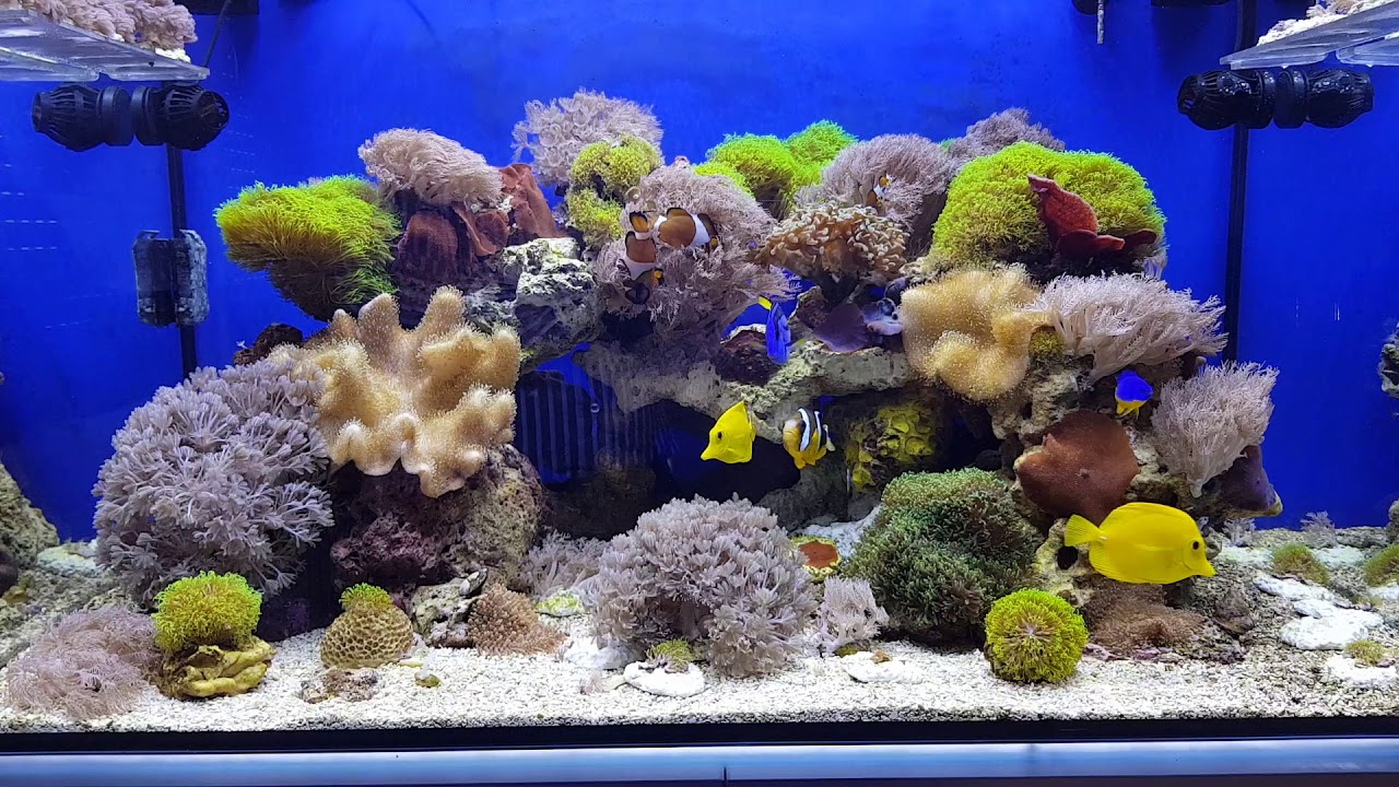 Interzoo 2014: Lo Stand Seneye Ed Il Seneye Web Server - Foto 13