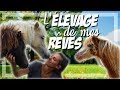 L'élevage de mes rêves : L'élevage de Kan: chevaux miniatures