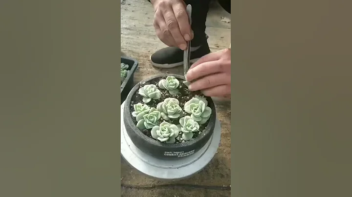 玫瑰上盆愛化水？你得這么折騰它！ - 天天要聞