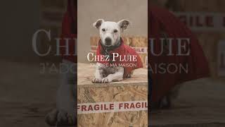 Introducing Chez Pluie - French antiques from Provence, carefully packaged & delivered worldwide. by Chez Pluie Provence 49 views 1 month ago 1 minute, 33 seconds