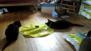 Cats playing with Undercover Mouse