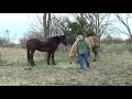 Why Do You Pop A Horse's Tail - Surprise Sheath Cleaning & Bean Removal