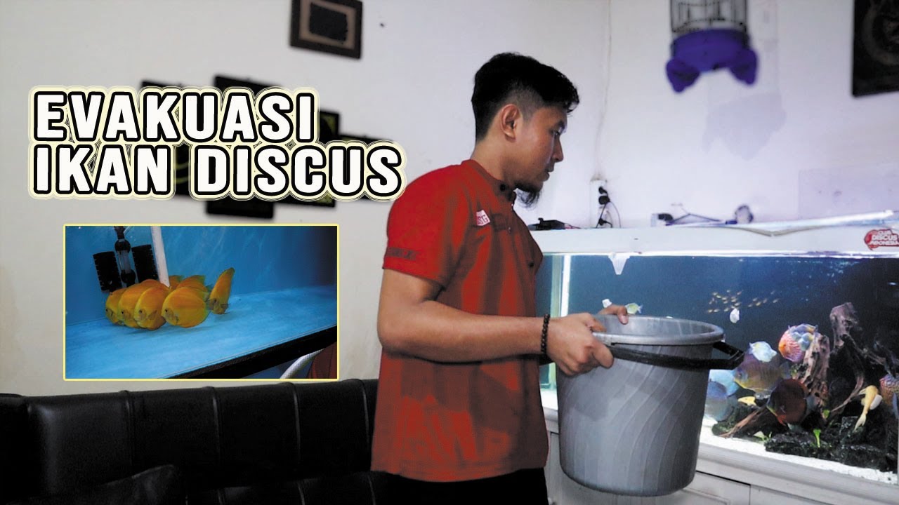 MULAI BREEDING DISCUS LAGI ??? EVAKUASI CALON INDUKAN IKAN DISCUS DARI COMTANK