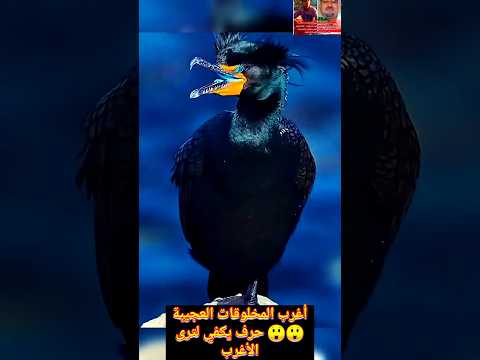 لماذا س م ي الغاق الأزرق بهذا الاسم أسرار غامضة وإعجاز مبهر