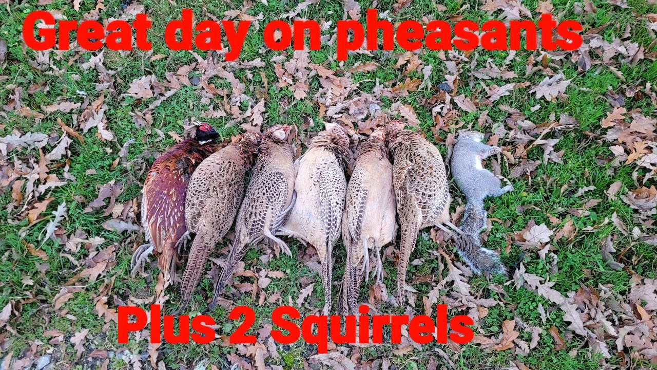 Air Rifle pheasant shooting YouTube