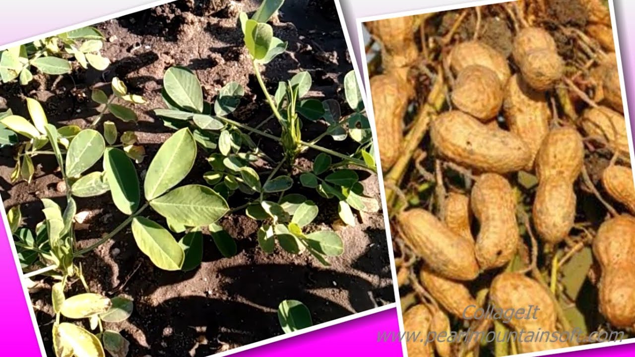 تعالي هعلمك كيفية زراعة الفول السوداني فوق الاسطح : Cultivation of peanuts