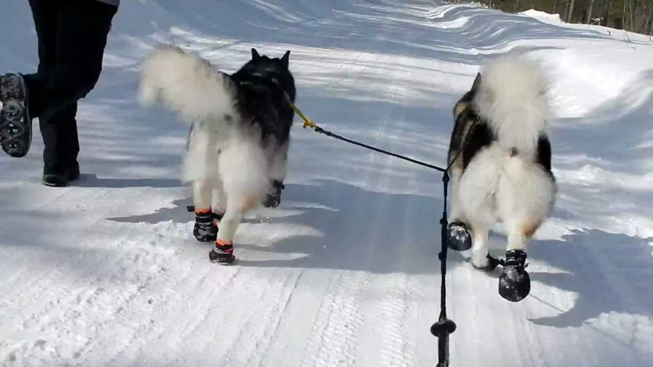rescue dogs rock nyc March 5th, 2013 Sledding with the PAWZ Pups Fenway & Tucker