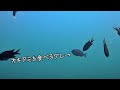 水中撮影したら少し面白い映像が撮影できました