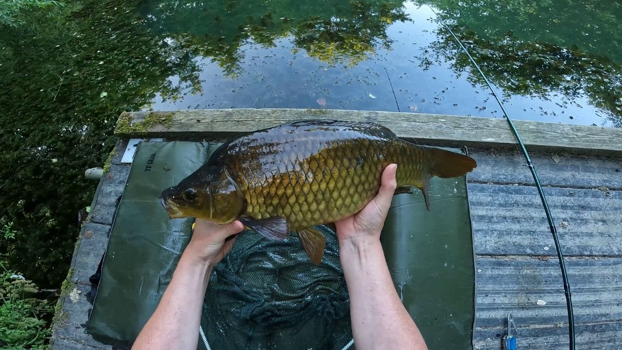 Stalking Carp off the top with floating bread / Summer Solstice 2022